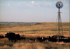 Kansas pasture cattle windmill rolling plains unused vintage postcard sku849 picture