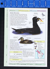 Surf SCOTER & Harlequin DUCK -- Scientific Bird/Duck Reference Print picture