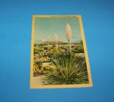 Yuccas On The California Desert  Vintage Postcard  1941  Cactus picture
