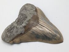 HUGE Megalodon Shark Tooth Fossil 5.4'' Rare Pathological No Repair/Resto picture