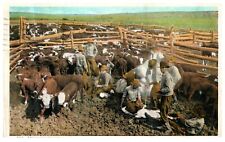 Cowboys Branding Calves Posted Phoenix AZ Rustic Western 1936 Vintage Postcard picture