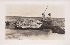 RPPC Postcard Cutting Bowhead Whale Barrow Alaska AK picture