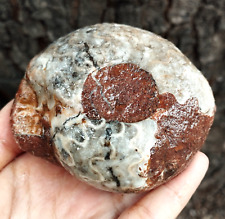 240Gr AMAZING WHOLE AMMONITE Fossil calcite Mollusca Timor picture