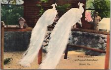 Vintage 1940s MIAMI, Florida Linen Postcard TROPICAL HOBBYLAND 