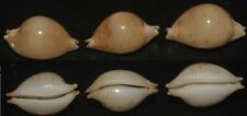 Tonyshells Seashells Cypraea margarita MARGARITE CHICK-PEA COWRIE SET OF 3 picture