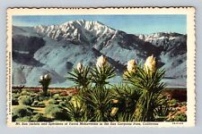 San Gorgonio Pass CA-California, Mt San Jacinto, Yucca Plant Vintage Postcard picture