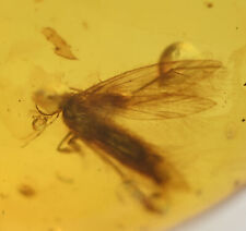 Lepidoptera (Moth), Fossil insect inclusion in Burmese Amber picture