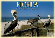 Tampa Florida West Central Sun Coast Pelicans on Fence postcard mailed 2003 picture