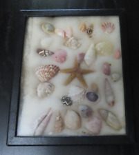 Vintage Estate Seashell Collection in Riker Display Box Starfish Cat's Paw More picture