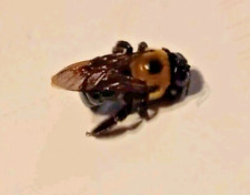 Carpenter Bee real dead From North Texas picture