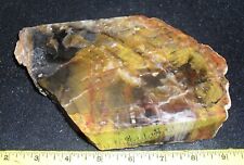 Attractive RAINBOW PETRIFIED WOOD … 2.4 lb … nice bands, lovely colors … Arizona picture