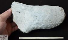 Large Titanothere Fossil Horn, Brontothere, Badlands S Dak, 35 Mya, 4 Pound T777 picture