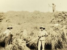 N5 Photograph 1920-30's Farmers Overalls Loading Hay Bailing Harvesting  picture