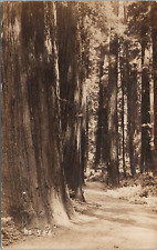 RPPC California Redwood Forest Scene Postmarked Requa California early 1900s picture