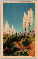 Vtg Yuccas In Bloom Southern California CA 1930s View Linen Old Postcard picture