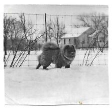 Vintage Old 1950's Photo of CHOW CHOW DOG Spitz Type Breed Winter Farm in Maine picture