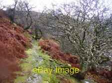 Photo 6x4 Old and wizened trees Pen-y-bank/SO1103 On the bridleway desce c2007 picture