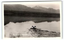 Vtg Swimming Moose Carcross Yukon Canada Rppc Postcard Real Photo  picture