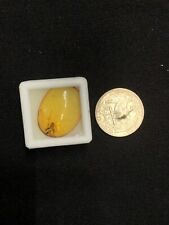 100% Natural Burmese Amber stone with insect picture