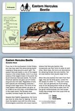 Eastern Hercules Beetle #39.16 Arthropods - Grolier Wildlife Adventure Card picture