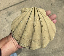 Large Fossil Scallop Shell Chesapecten jeffersoni Surry Virginia Pliocene picture