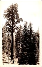 RPPC Postcard General Grant Tree King's Canyon National Park CA California K-218 picture