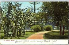 C1900 Postcard A Shady Walk Park Palms Gravel Lane Posted Santa Fe 1907 picture