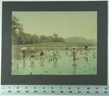 ORIGINAL Late 19th Century COLORED PHOTOGRAPH JAPAN Rice Paddy Field C1895  picture