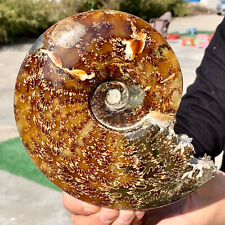 2.38LB Rare Natural Tentacle Ammonite FossilSpecimen Shell Healing Madagasc picture