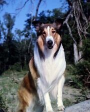 Lassie famous rough collie movie star dog poses in woodland 8x10 real photo picture
