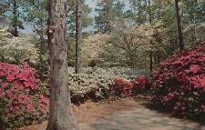 Postcard VA Norfolk Botanical Gardens Azalea Paths Chrome Vintage PC H8591 picture