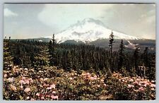 Rhododendron Mt Mountain Hood Oregon PostCard  - C7 picture