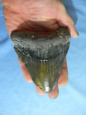 VERY LARGE  4 5/8  INCH  MEGALODON SHARK TOOTH FOSSIL picture