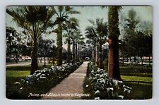 CA-California, Palms And Lilies In Winter, Antique, Vintage Postcard picture