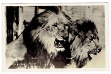 RPPC Gay's Lion Farm El Monte California CA Postcard Slats and Numa Big Cats picture