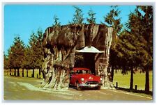 Washington WA Postcard Giant Cedar Stump On Highway 99 Car c1950's Vintage picture