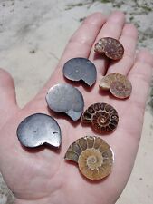 Lot of 7 Nice Split Fossil Ammonite Single Halves Iridescent/Opalized/Black Q2 picture