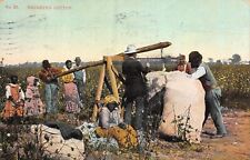 WEIGHING COTTON Black Americana 1909 Postcard picture