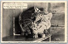 Vtg Warren New York NY Bob The Wildcat Petrified Creatures at The Wilds Postcard picture