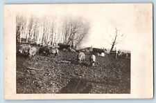 c1910's Postcard RPPC Photo Hogs Pigs Scene Field Unposted Antique picture
