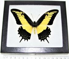 Papilio androgeus REAL FRAMED BUTTERFLY YELLOW BLACK PERU picture