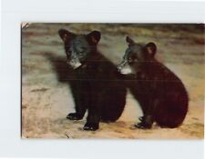 Postcard Black Bear Cubs picture