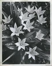 1979 Press Photo Tulip flowers Garden Picture Trees - RRV08075 picture
