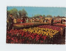 Postcard Hundreds of Varieties of Tulip Holland Michigan USA picture