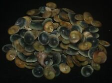 Tonyshells Seashell Cat eye seashells operculum 100 pcs. 5 - 9mm F+++/gem picture