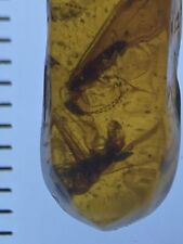 Two Dancing Winged Termites Duo, Fossil In Genuine Burmite Amber, Dates 98MYO picture