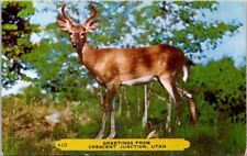 Greetings Crescent Junction UT Deer Antler Utah postcard NQ9 picture