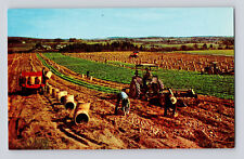 Postcard Maine Aroostook County ME Potato Farm Harvest 1960s Unposted Chrome picture