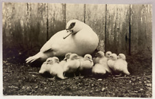 RPPC Mother Duck with Ducklings, Vintage Real Photo Animal Postcard picture
