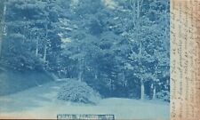 WILDER VERMONT FOREST SCENE c1910 real photo postcard rppc vt antique cyanotype picture